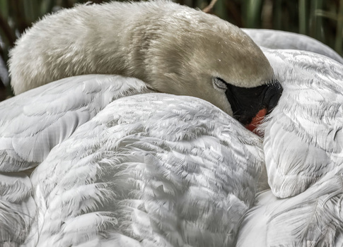 Mute swan with head tucked into its back, displaying detailed plumage texture and feather patterns.