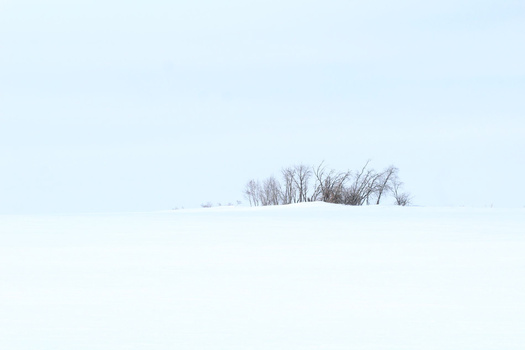 Bare trees silhouetted on a snow-covered hillside under overcast sky.