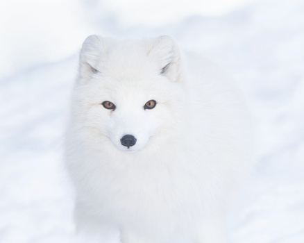 Arctic fox with white fur and dark eyes staring directly at camera against snowy background.