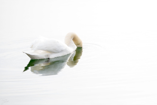 White swan with curved neck swimming on calm water with green vegetation visible in reflection.