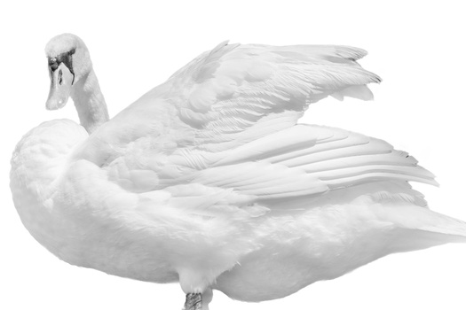 Illustration of a white swan with wings spread and neck curved gracefully.