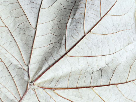 Close-up of a dried leaf skeleton showing delicate veins and translucent tissue against white background.