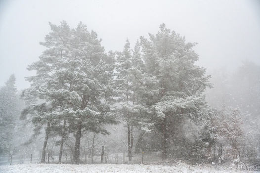 Pine and evergreen trees heavily laden with snow during active snowfall in misty conditions.