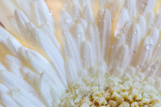 Close-up of white flower petals with water droplets and yellow stamens at center.