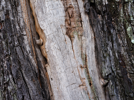 Close-up of weathered tree bark with deep vertical cracks and varied gray and brown tones.