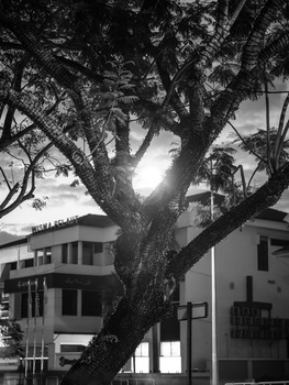 Massive gnarled tree trunk backlit by bright sunlight, with residential buildings visible behind.