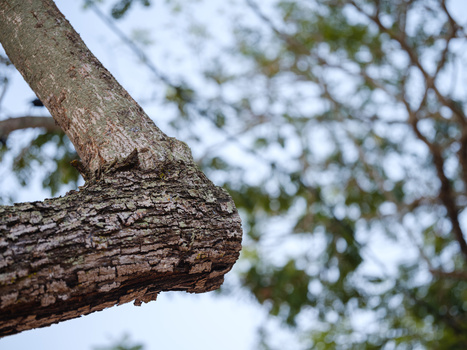 Close-up of a weathered tree branch showing detailed bark texture and lichen growth against a blurred canopy background.