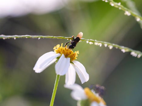 Bee perched on white daisy flower with yellow center, wet from morning dew or rain.