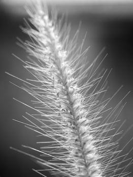 Close-up black and white photograph of grass seed head with fine, hair-like bristles radiating from central stem.