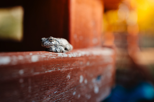 Small lizard perched on a weathered wooden surface with shallow depth of field.