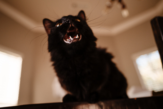 Black cat looking upward with mouth open, shot from below against a bright ceiling.