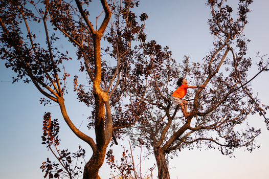 Buddhist monk in orange robes climbing a bare tree against clear sky.