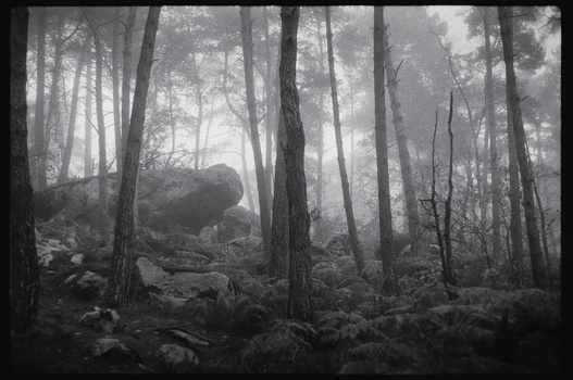 Misty forest with tall trees and boulders shrouded in fog and atmospheric haze.
