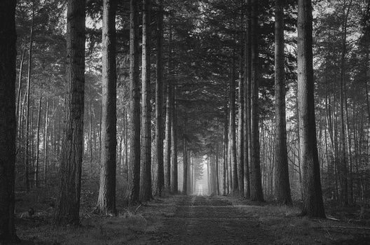 Tree-lined forest path receding toward distant light in black and white.
