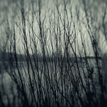 Bare branches silhouetted against a blurred, overcast sky in muted gray tones.