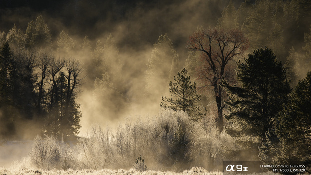 Misty forest landscape with bare and evergreen trees shrouded in heavy fog and golden light.