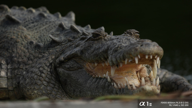 Close-up of a crocodile's head with open mouth showing teeth against a dark background.