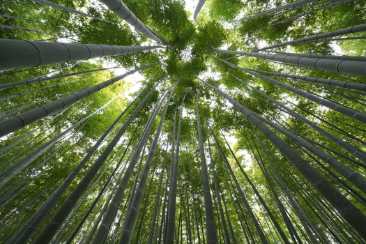 Upward view of tall bamboo stalks converging toward bright sky canopy.