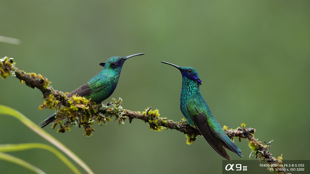 Two iridescent hummingbirds perched on a lichen-covered branch against a soft green background.