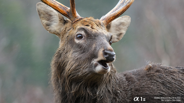 Close-up portrait of a mule deer buck with velvet-covered antlers and alert expression against blurred background.