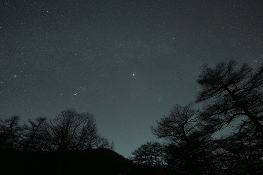 Silhouetted bare trees against a starry night sky with visible constellations and planets.