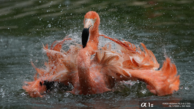 Flamingo splashing in water with wings spread wide, feathers spraying droplets.