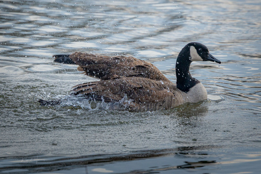 Canada goose swimming in shallow water with wings partially raised.