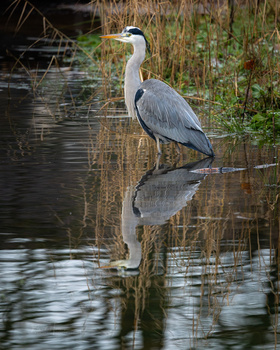 Great blue heron standing in shallow water with its reflection visible below.