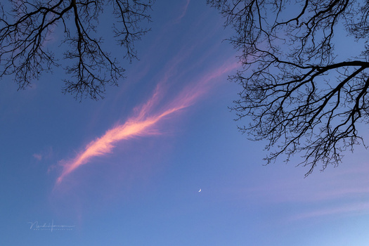 Bare tree branches frame a twilight sky with a pink-orange cloud streaking across blue, a crescent moon visible below.