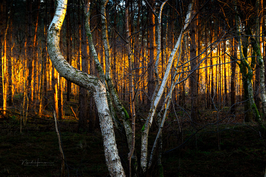 White birch trees with curved trunks in foreground of dense forest lit by golden sunset light.