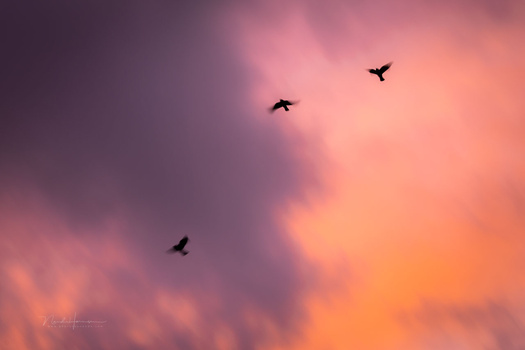 Three birds silhouetted against a dramatic sunset sky with pink, orange, and purple clouds.