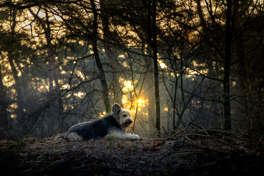 Terrier-type dog resting on ground in misty forest with golden backlit trees.