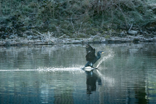 A cormorant takes off from calm water with wings spread and water splashing beneath its feet.