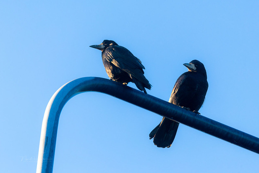 Two dark birds perched on a curved blue metal pole against a clear sky.