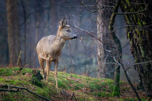 Mule deer standing alert on a moss-covered forest slope amid bare trees and mist.