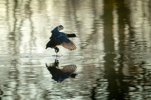 Great blue heron in flight above water with tree reflections visible below.