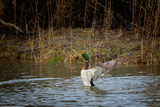Male mallard duck stretching its wings in shallow water beside dried reeds.
