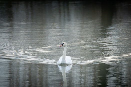 White swan floating on still water with dark reflections mirrored below.