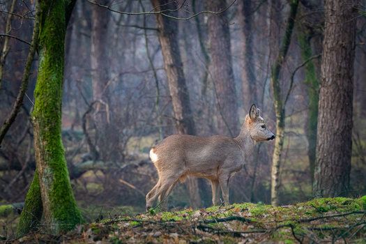Deer standing alert in a misty forest with moss-covered trees and forest floor in soft natural light.