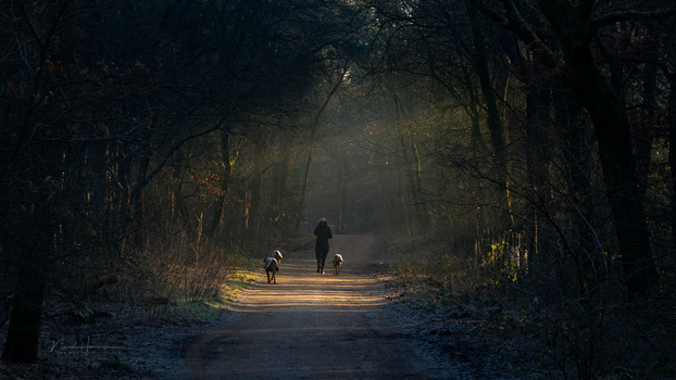 Person walking dogs on a tree-lined path with golden sunlight filtering through the canopy.