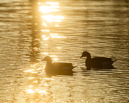 Two ducks silhouetted against golden sunlight reflecting on calm water.
