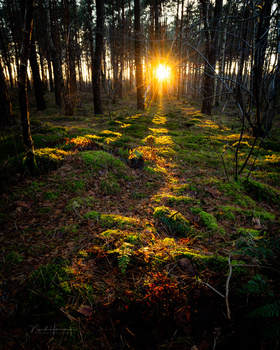 Sun blazing through tall pine trees casting long shadows across a moss-covered forest floor.