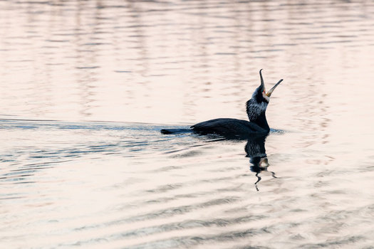 Cormorant swimming in shallow water with wings partially raised and extended neck.