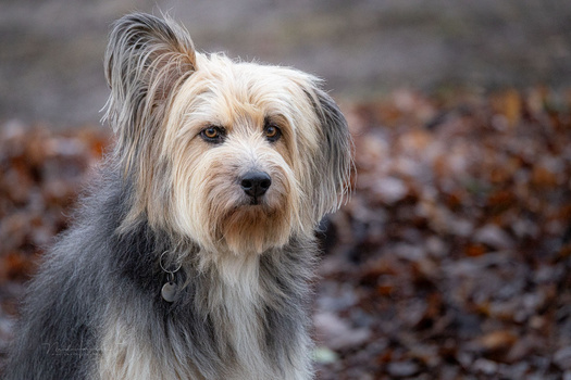 Shaggy gray and white terrier-type dog with tousled coat looking at camera against blurred rocky background.
