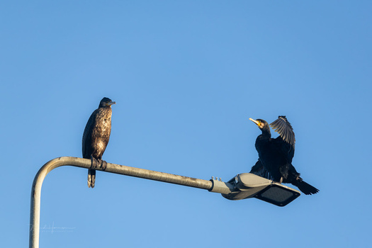 Two cormorants perched on a curved metal pole against a clear blue sky.
