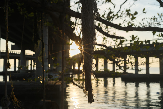 Wooden pier or dock extending into calm water at golden hour, framed by a dark tree trunk in the foreground.