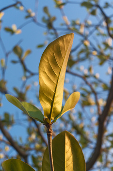Golden-yellow leaves backlit against blue sky with blurred branches in background.