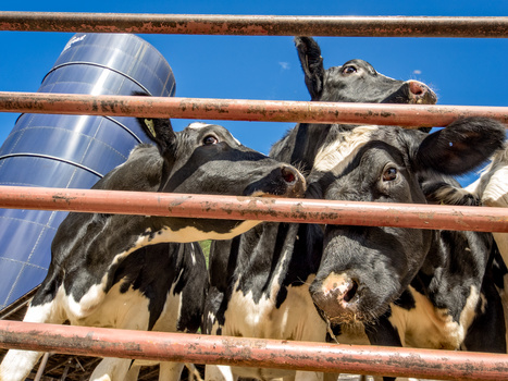 Dairy cattle clustered at a metal feed trough beneath a clear blue sky.