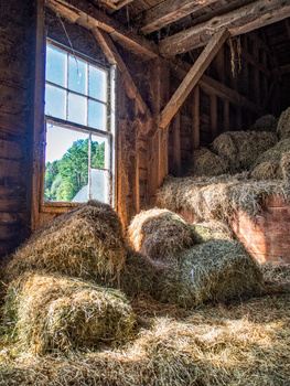 Hay bales stacked inside a rustic wooden barn with a bright window casting natural light across the interior.