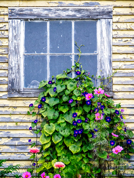 Climbing flowering vines with pink and purple blooms grow densely in front of a weathered wooden house with a blue-framed window.